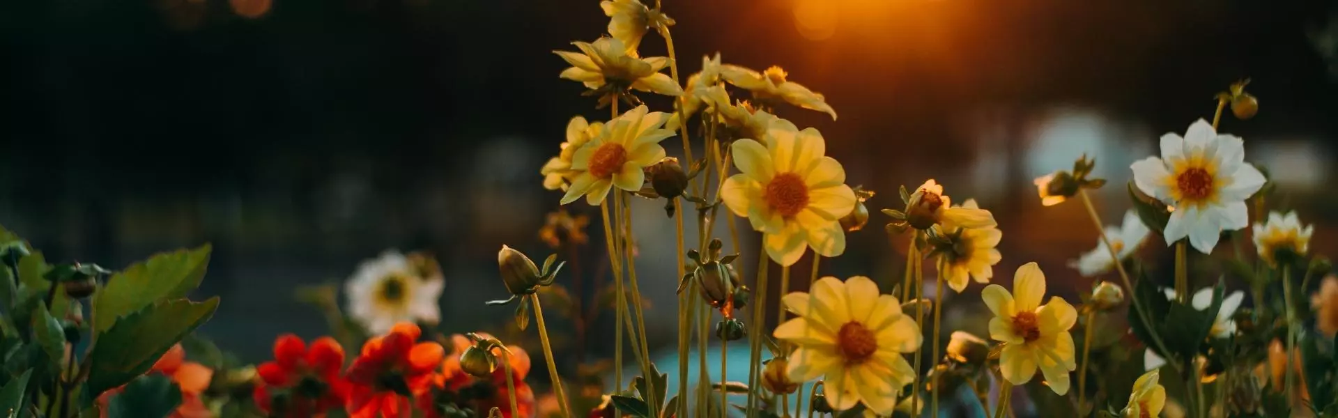 Wild flowers growing